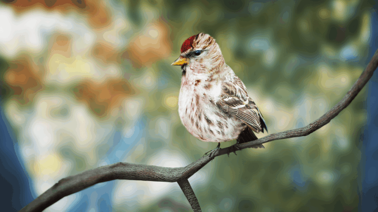 Birding Simulator – polskie studio T-Bull tworzy grę dla miłośników ornitologii