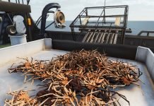 Deadliest Catch: The Game – symulator poławiacza krabów na podstawie serialu Discovery