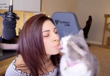 Internet oburzony zachowaniem streamerki wobec kota. Fundowała mu pojenie wódką, rzuty i inne „atrakcje” Alinity rzut kotem