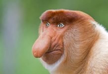 Ubisoft niczym Janusz biznesu nie płaci twórcom Ubisfot Nosacz