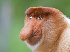 Ubisoft niczym Janusz biznesu nie płaci twórcom Ubisfot Nosacz