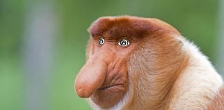 Ubisoft niczym Janusz biznesu nie płaci twórcom Ubisfot Nosacz