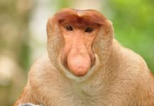 Pokemon GO: Bany za granie na telefonach Xiaomi