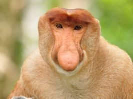 Pokemon GO: Bany za granie na telefonach Xiaomi