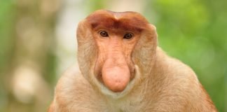 Pokemon GO: Bany za granie na telefonach Xiaomi