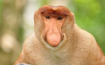 Pokemon GO: Bany za granie na telefonach Xiaomi