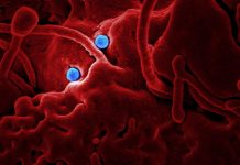 Taipei Game Show odwołane z powodu koronawirusa Taipei Game Show odwołane