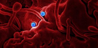 Taipei Game Show odwołane z powodu koronawirusa Taipei Game Show odwołane