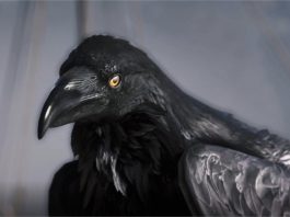 Assassin’s Creed Valhalla – zmiana koloru włosów, kruk zamiast orła i wojenne tatuaże