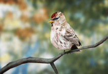 Birding Simulator – polskie studio T-Bull tworzy grę dla miłośników ornitologii Birding SImulator