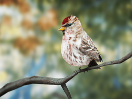 Birding Simulator – polskie studio T-Bull tworzy grę dla miłośników ornitologii Birding SImulator