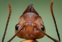 W komputerze gracza zalęgły się mrówki. Pozbycie się ich nie będzie wcale łatwe Mrówki