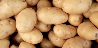 Starfield – po co graczowi 20 tysięcy ziemniaków w kokpicie?