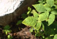 Czy fotorealistyczna oprawa graficzna to przyszłość gier?