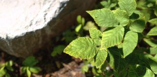 Czy fotorealistyczna oprawa graficzna to przyszłość gier?