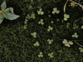 Skyrim jeszcze piękniejszy dzięki nowym teksturom terenu i otoczenia w 4K