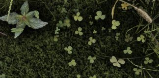 Skyrim jeszcze piękniejszy dzięki nowym teksturom terenu i otoczenia w 4K